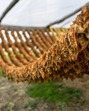 Harvest of Basmas or Basma tobacco fields, fresh green and dry leaf aromatic type cultivated in Xanthi, Rodopi, Evros, premium cigarettes and pipe products, Cuba and Havana cigar plantations, cancer