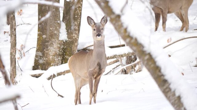 Roe deer standing alert and walking in snowy alpine forest, sniffing the air and pawing the ground. Wildlife winter scene in Italian Alps, natural behavior captured in 4K 60fps