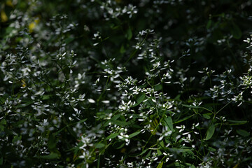 Tiny white flowers in early spring, Fluxweed Diamond Frost, Euphorbia hypericifolia 