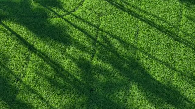 Aerial shadows over rice paddy field textures and patterns