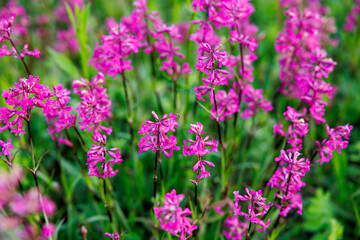 Fototapeta premium Vibrant pink wildflowers blooming under the sunny spring sky in a lush green meadow