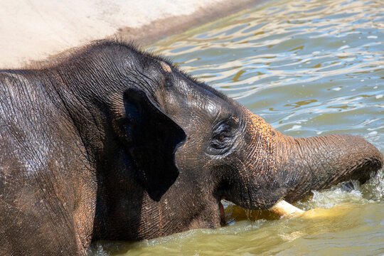 Asian Elephant (Elephas maximus)