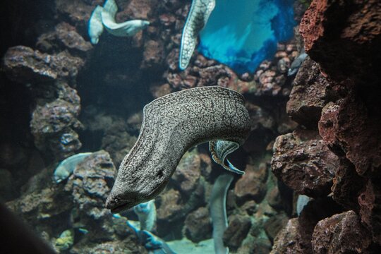 Fangtooth moray eel (Enchelycore anatina) with yellow skin and sharp teeth in a marine tank, Canary Islands.