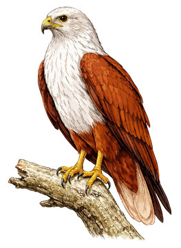 Haliastur indus illustration art