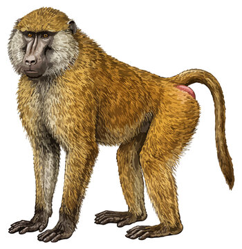 Papio cynocephalus illustration art