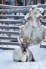 Wild reindeer standing on deep snow in the Arctic forest of Inari, Finnish Lapland © julen
