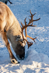 Wild reindeer standing on deep snow in the Arctic forest of Inari, Finnish Lapland © julen