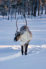 Wild reindeer standing on deep snow in the Arctic forest of Inari, Finnish Lapland © julen