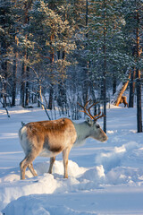 Wild reindeer standing on deep snow in the Arctic forest of Inari, Finnish Lapland © julen