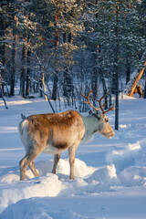 Wild reindeer standing on deep snow in the Arctic forest of Inari, Finnish Lapland © julen