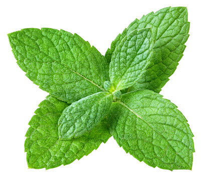 Mint leaves isolated on transparent. Mint PNG. Mint top view
