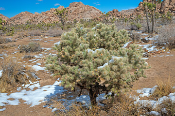 Cholla Cactus in Unexpected Snow