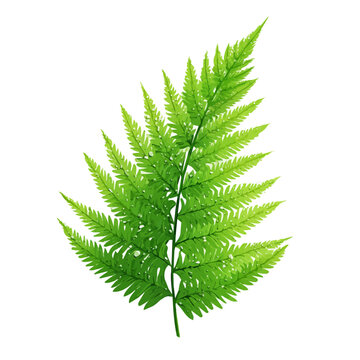 Simple flat 2D vector graphic of a Boston Fern in modern icon style, isolated on a white canvas