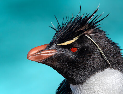 Ping&uuml;ino penacho amarillo retrato