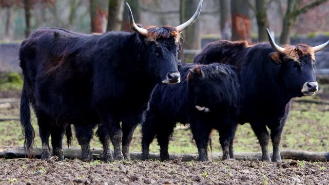 a aurochs family on a meadow 4k 25fps video