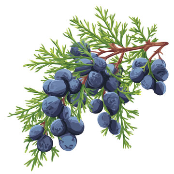 2D flat vector graphic of a Juniper Berry in icon style, isolated on white background