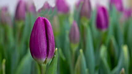 Obraz premium Young purple tulips in the budding stage. Seedlings of annual flowers in a modern greenhouse in spring. Growing tulips at home. Commercial cultivation of ornamental plants for sale.