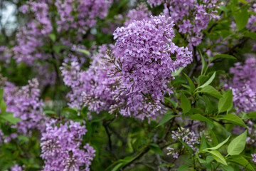 Obraz premium Purple lilac blossoms on a green bush in spring