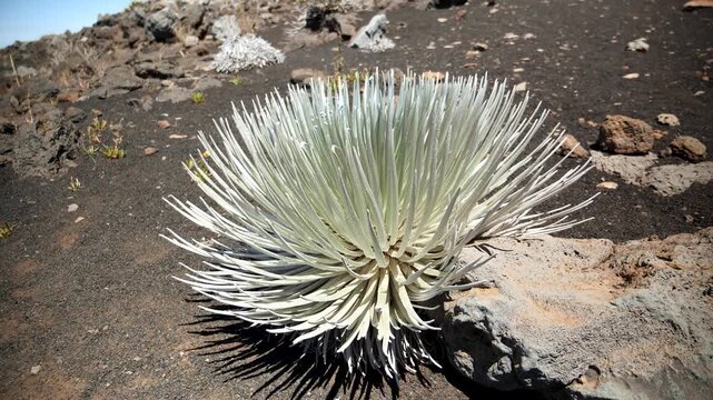 Haleakala Silversword. The most iconic and famous endemic plant in Haleakala National Park, Maui, Hawaii. High quality 4k footage