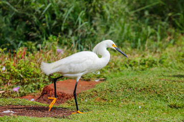 Fototapeta premium Snowy egret (Egretta thula) standing on a lake shore with colorful vegetation in the background, showing white plumage, dark bill and yellow feet typical of the species in a natural Brazilian habitat.