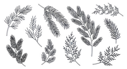 Collection of Hand-Drawn Evergreen Branches and Twigs.