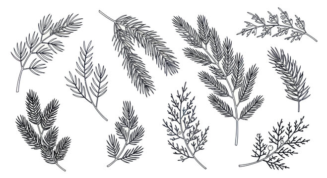 Collection of Hand-Drawn Evergreen Branches and Twigs.