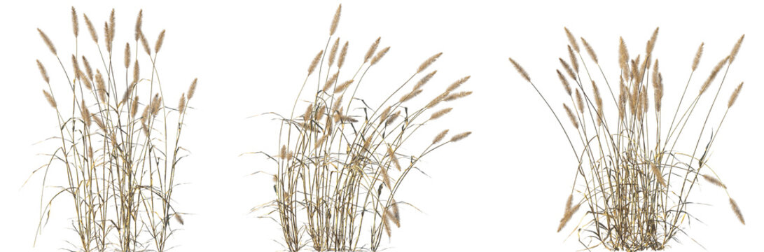 Set of dry Setaria viridis (green foxtail, green bristlegrass and wild foxtail millet) isolated frontal png on a transparent background perfectly cutout