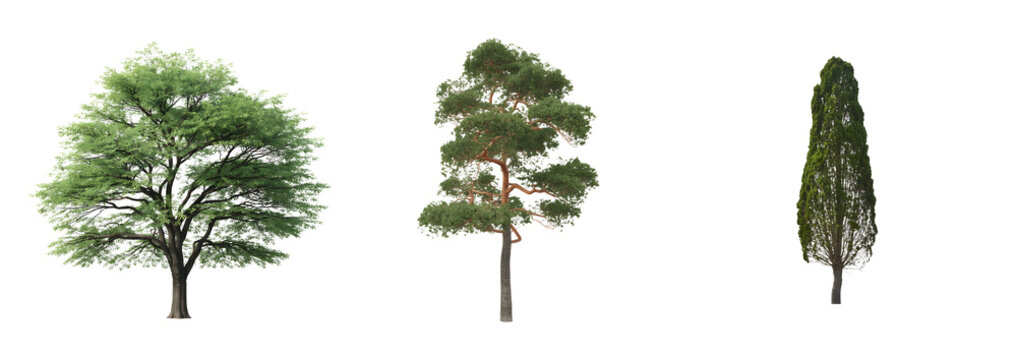Three distinct trees, including a deciduous tree, a pine tree, and a cypress tree, rendered in 3D with realistic green foliage and brown trunks, isolated on a transparent background.