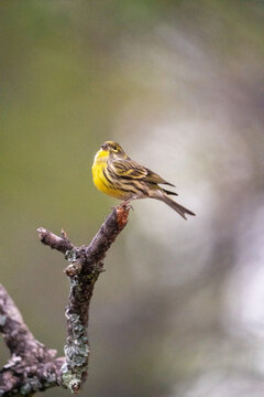 European serin (Serinus serinus) photographed in Spain