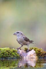 Common Crossbill (Loxia curvirostra) photographed in Spain