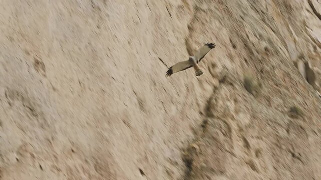 Cinereous harrier flying over rock wall formations in arid desert landscape
