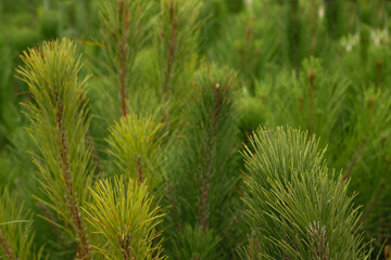 Young pine tree seedlings growing in a greenhouse for reforestation