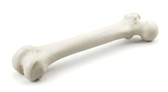Photorealistic human femur bone anatomy isolated on white background. Healthy skeletal system model with clean texture for medical education.