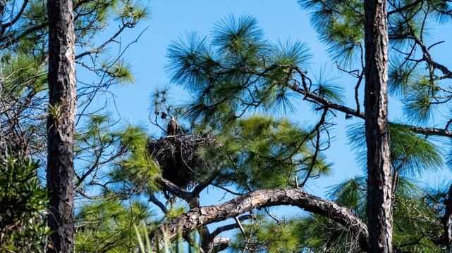 Bald Eagle in nest in Bonita Springs, Florida, on Florida Gulf Coast.