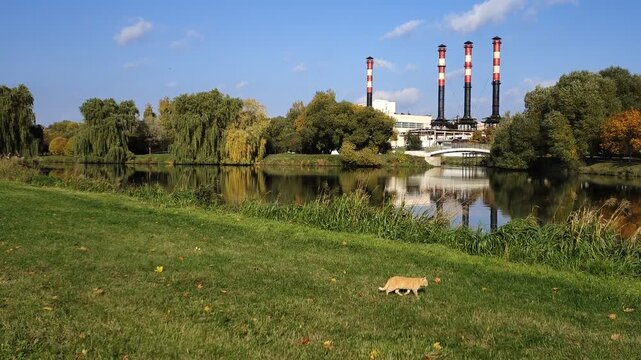 Trees with yellow leaves grow on the banks of the river. The reed stands in the water. A cat strolls through the grass. Buildings and factory pipes are located on the far shore. Sunny autumn weather