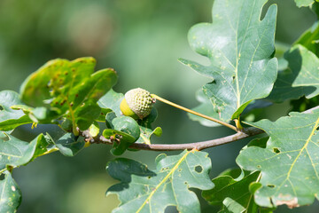 Close up of an acorn on an English oak (quercus robur) tree © tom