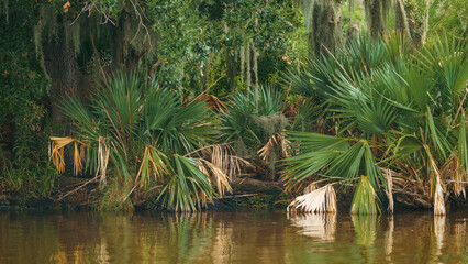 Green saw palmetto Serenoa repens plants growing on a river bank in Louisiana swamp USA. © AncientAftertone