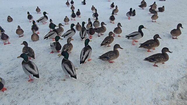 Large flock of mallard ducks walking on snow towards the camera in a winter city park. Wild birds gathering and quacking on a cold day. Urban wildlife in freezing weather.