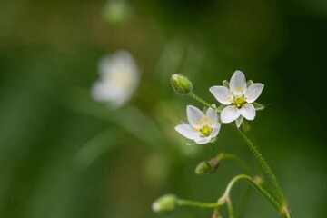 Obraz premium Close up of corn spurry (spergula arvensis) flowers in bloom