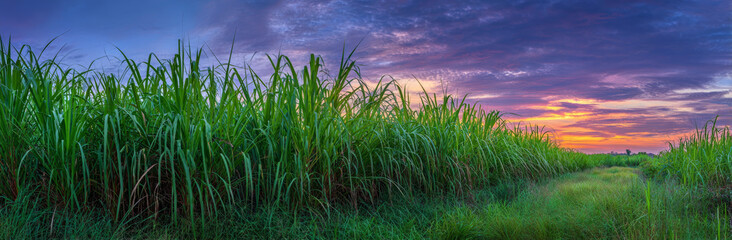 Obraz premium View of tall, lush green sugarcane plants with textured leaves and fibrous stalks, set against a vibrant sunset sky with purple and orange hues