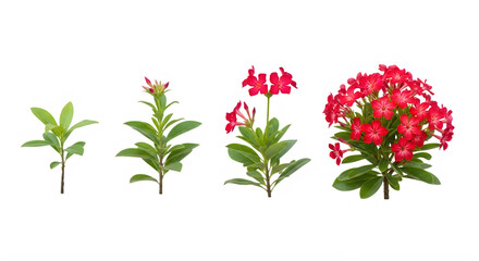 Obraz premium Four different stages of a flowering plant with green leaves and red blossoms isolated on transparent background