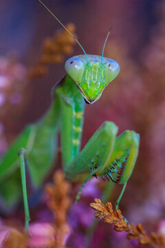 Close-up of a green praying mantis in vibrant setting