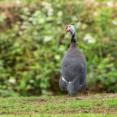 The Helmeted guineafowl, Numida meleagrisguinea is a bird of the order Galliformes
