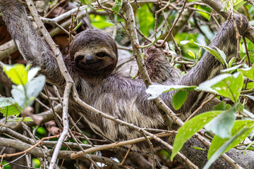Fototapeta premium Brown-throated sloth, Bradypus variegatus at the sloth path on the Jari Canal at Alter do Chao, Santarem, Para, Brazil