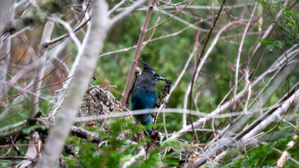 Obraz premium Steller's Jay in tree eating berries 