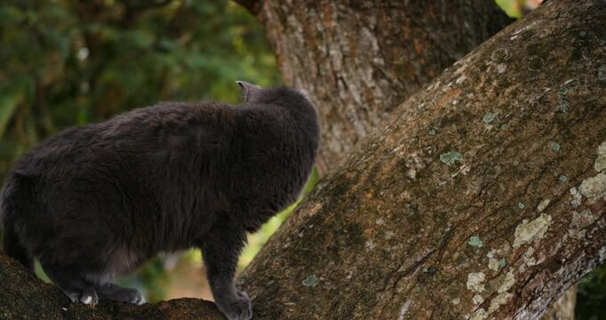 Quiet feline moves along narrow limb. Stealthy grey cat carefully prowling on slender branch in quiet surroundings. Grey feline prowls along thin branch with silent grace and intense amber gaze