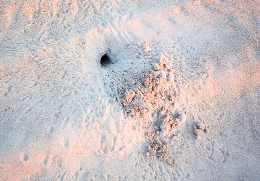 A Ghost Crab burrow in the sand at Assateague Island National Seashore, Maryland
