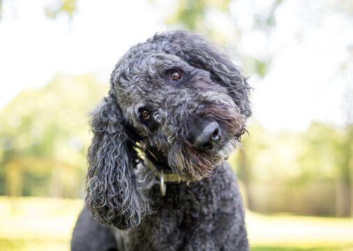 A gray Poodle dog listening with a head tilt