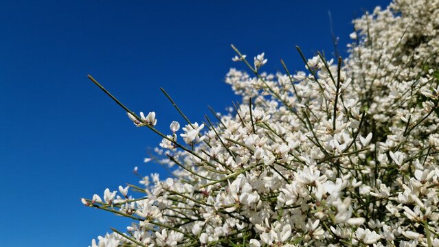 white blooming Genisteae spanish broom plant Retama raetam and blue sky