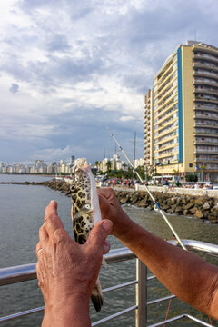 Santos, SP, Brazil - January 17 th, 2026: Fisherman holding a fish fugu on a hook at the Fisherman's Deck in Ponta da Praia.